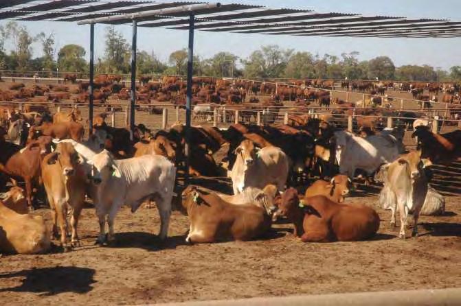 Australian Cattle Feeding Capacity 1 million head.
