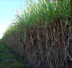 Sugar cane ethanol Ethanol extracted from sugar