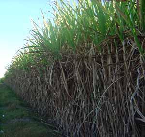 Sugar cane ethanol Ethanol