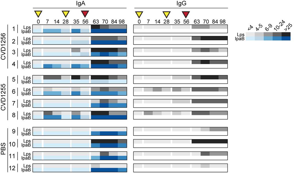 Macaques in study 1 mounted immune responses following immunization and challenge with S. dysenteriae 1 strains, as measured by serum IgA and IgG antibodies against S.