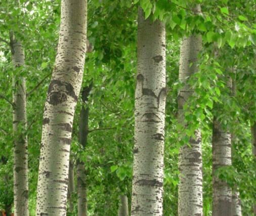 Aspen wood fibers are also abundant while providing a good CO 2 emissions reduction Aspen wood fiber Aspen fibers are dependent on the tree grades and harvesting season, can also be