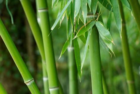 Bamboo fibers are abundant and faster growing, providing a good CO 2 emissions reduction Bamboo fiber Bamboo fibers are dependent on the plant grades and harvesting season, can also