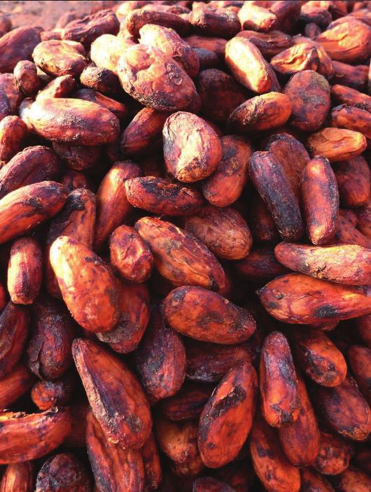IMPACT TARGETS POVERTY FOCUS 90% of Uncommon Cacao s farmer customers live on less than $2/day.