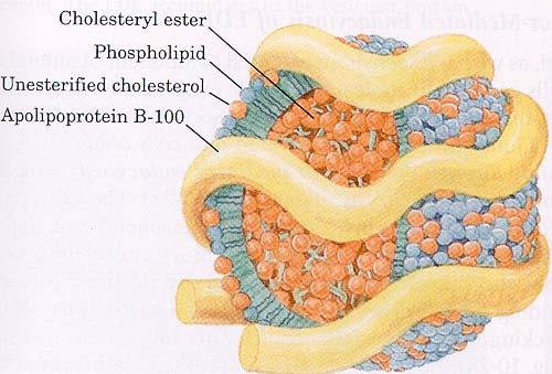 cholesterol assessment Sacrifice mice for liver mrna and protein
