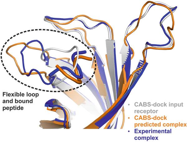 One-Dimensional Structural Properties of Proteins in the Coarse-Grained CABS Model 99 Fig.