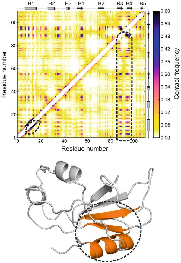 100 Fig. 8 Example result from simulations of long-term protein dynamics (from a fully denatured to a near-native state) using the CABS model and protein sequence only.