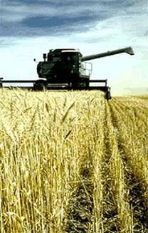 Grain Farming Grains are grasses wheat, corn, oats, barley, rice, etc.