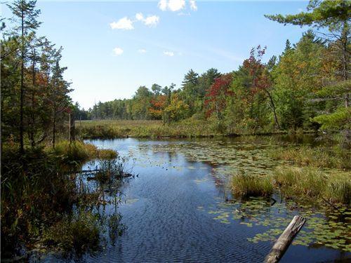Wetlands play a role in the cultivation of cranberries. Cranberries are a fruit crop that is grown in wet, marshy areas called bogs.
