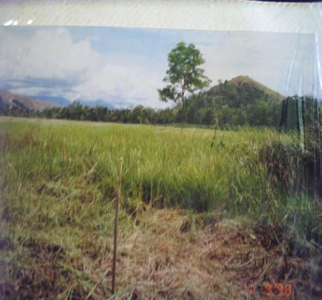 Native species trial on grassland On the grassland areas a successful species trial at Dabua near Watarais, Markham Valley.