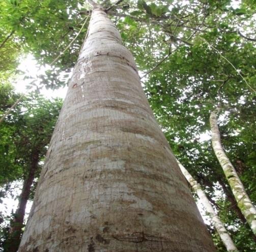 Eucalyptus grandis seed tree selection for