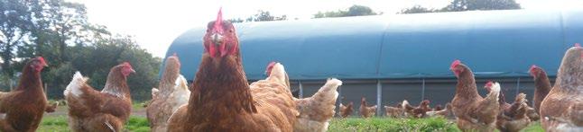 Action Plan For Organic Poultry Contents Introduction 3 The challenges 4 A.