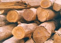 Indian Wood Product Imports in 2004 Type Amount ($US millions) Logs 802.2 Lumber 16.7 Veneer 4.9 Particleboard 15.3 Fiberboard 15.6 Plywood 4.7 Total 873.