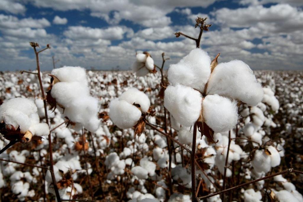 Lifecycle Carbon Footprint Assessment of a Cotton T-Shirt - Raw Materials Cultivation of cotton from cotton seed requires various inputs including: water for