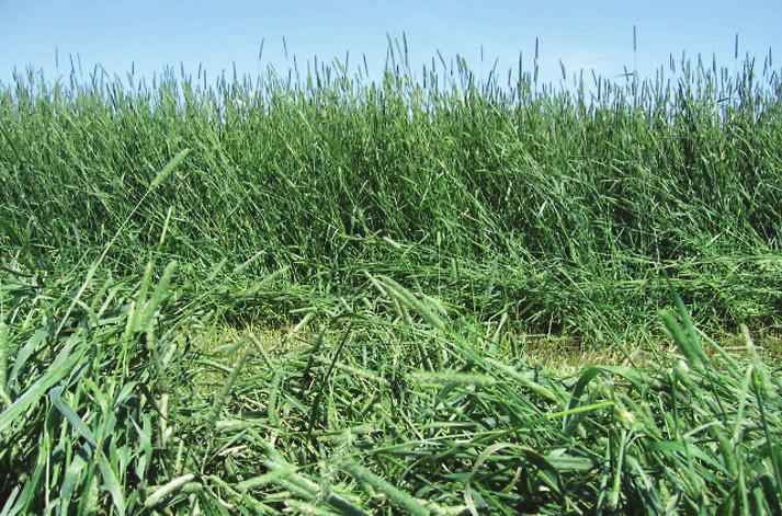 most indigenous to North twice a year depending upon the region of the crop and the America. Most cultivated grasses in Canada are improved length of growing season.
