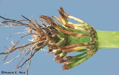 rootworm