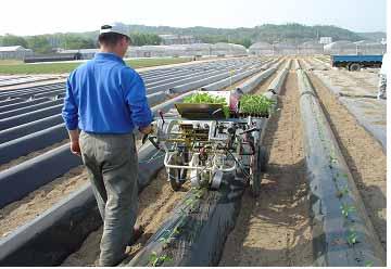 Automatic Transplanter for Red Pepper - Successful
