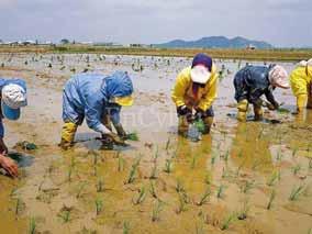 for planting rice