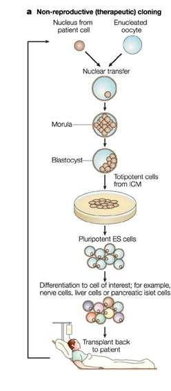 Therapeutic cloning produces embryonic stem cells for experiments
