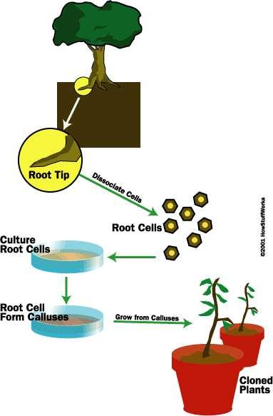 Cloning in Plants Modern cloning techniques are essentially the same as taking cuttings The