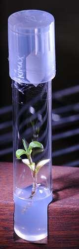 Cloning in Plants Large numbers of plants can be stored easily