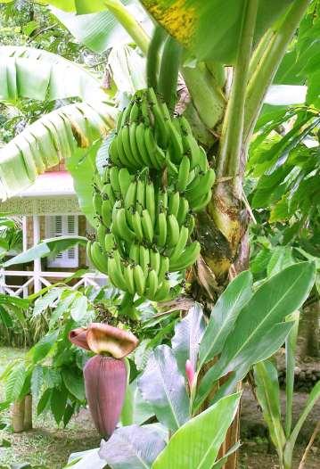 Cloning in Plants Bananas are infertile,