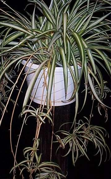Spider plant making asexual Plants retain some unspecialized cells