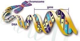 The sides or backbone of the DNA molecule are made up of sugar (deoxyribose) & phosphate molecules.