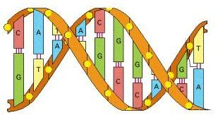 Label the DNA molecule shown below.