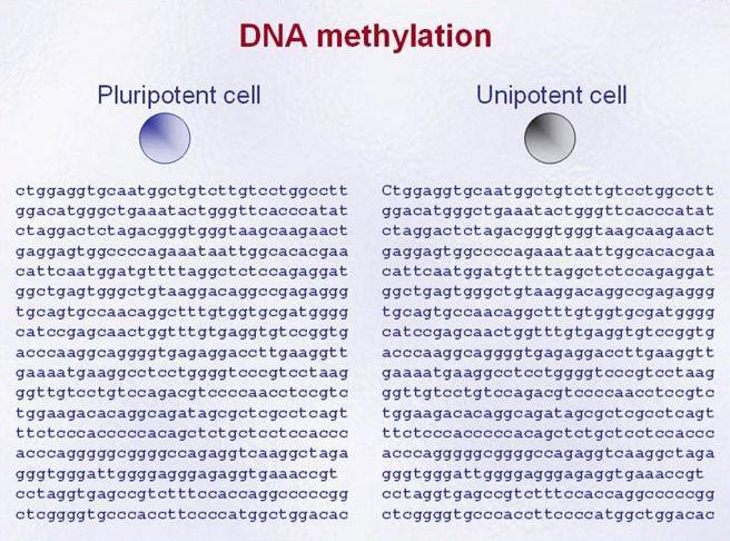 DNA Methylation Differentiates Totipotent