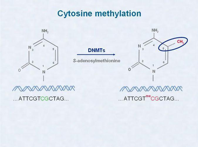 Methylation of Cytosine in DNA