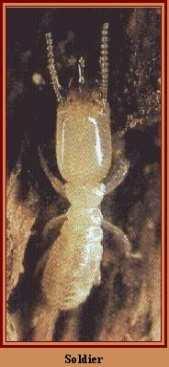 Termite larvae (gut channel)