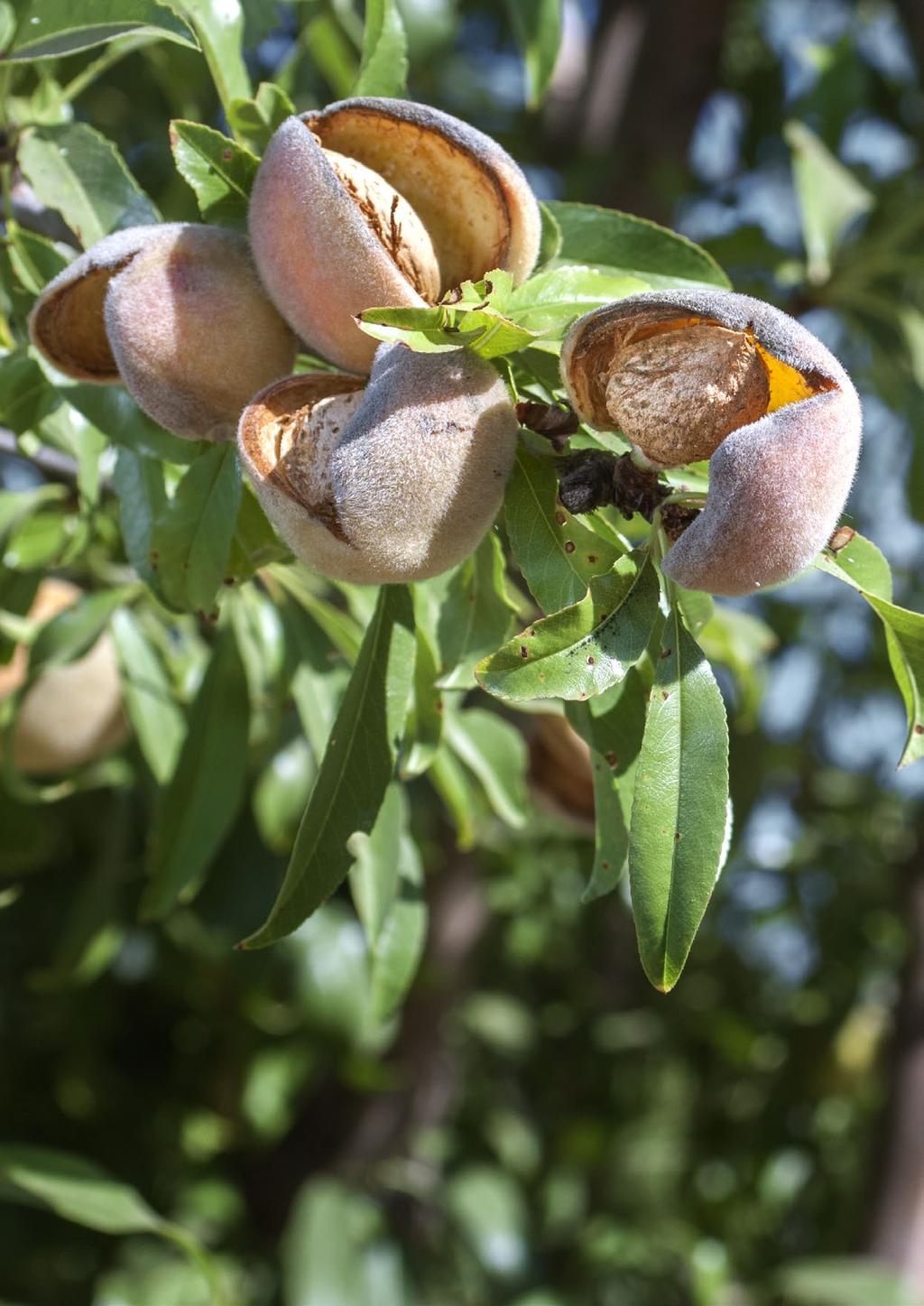 CASE STUDY Almonds One of the main growth commodities in horticulture is almonds. Almond production has seen consistent growth, totalling 82,333 tonnes in 217.
