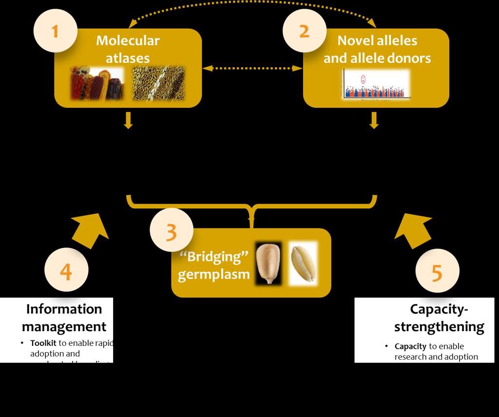 Figure 3. Seeds of Discovery research strategy.