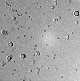 500n Relative particle number Fig1 FF-TEM image of Cycloamylose-modified surfactant bubbles Particle size [µm] Fig2 Particle size distribution of polymerizable anionic gemini surfactant bubbles