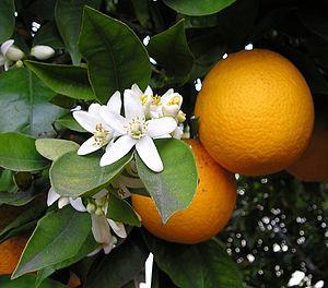Florida Citrus Discussion Ten processing plants with mills ~58% juice weight, 42% excess Pellets