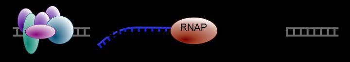Transcription Elongation Unlike replication, mrna transcription can involve multiple RNA polymerases on a single template and multiple rounds of transcription (amplification of particular mrna), so