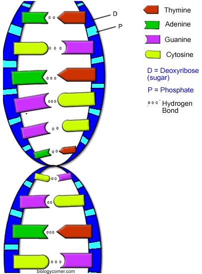 DNA - DEOXYRIBONUCLEIC ACID blueprint of life (has the instructions for making an organism) established by James Watson and Francis Crick codes for your genes shape of a double helix made of