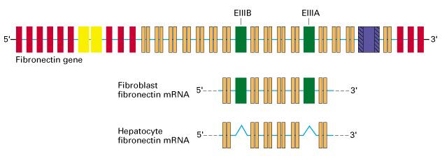 ALTERNATIVE SPLICING A mechanism for tissue-specific expression E.g.