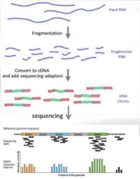 What is RNA- Seq? RNA Sequencing (RNA-Seq) : RNA-seq measures RNA abundance of mature RNA species in the cell.