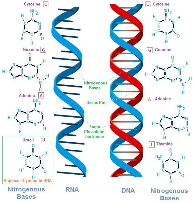 RNA Overview RNA = ribonucleic acid (ribose