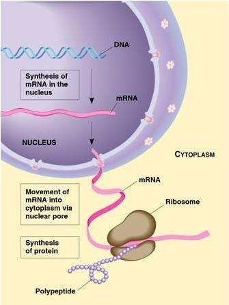 Translation Translation is the decoding of an mrna message into a polypeptide chain (protein). Translation takes place on ribosomes.