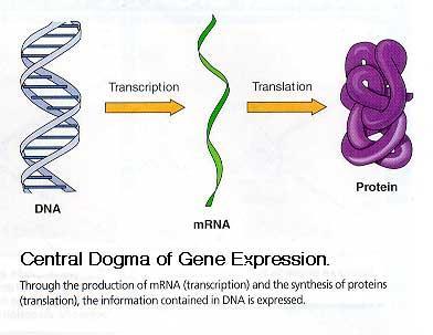 Central Dogma of Biology DNA specifies the synthesis of proteins in two stages: 1.