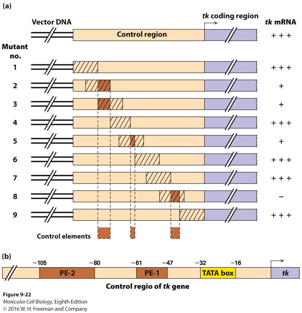 Linker scanning mutations identify transcription control elements Results: LS mutations 1, 4, 6, 7, and 9 little or no effect on expression of the