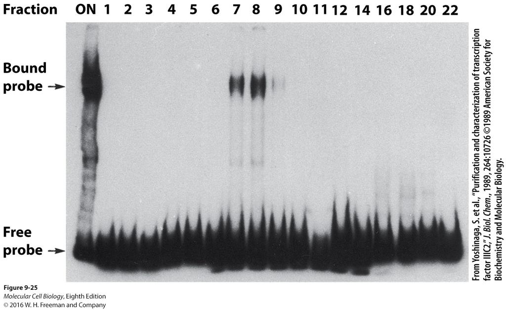 The electrophoretic mobility shift assay can be used to detect transcription factors during purification.