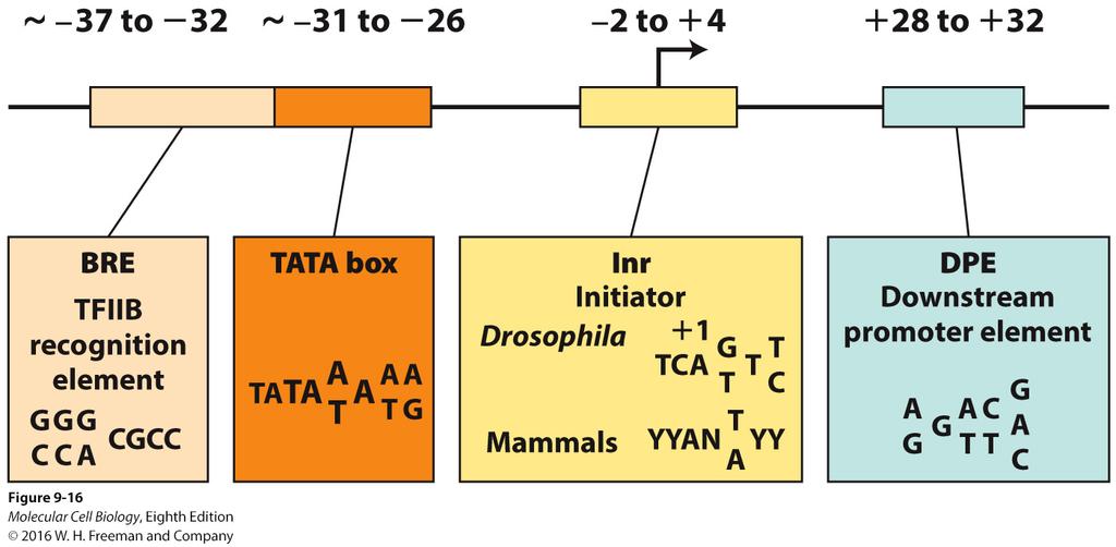 Core promoter elements of non-cpg island promoters in metazoans RNA polymerase II promoter sequences: Several different types of gene DNA sequences TATA boxes, initiators, and CpG islands (not shown)