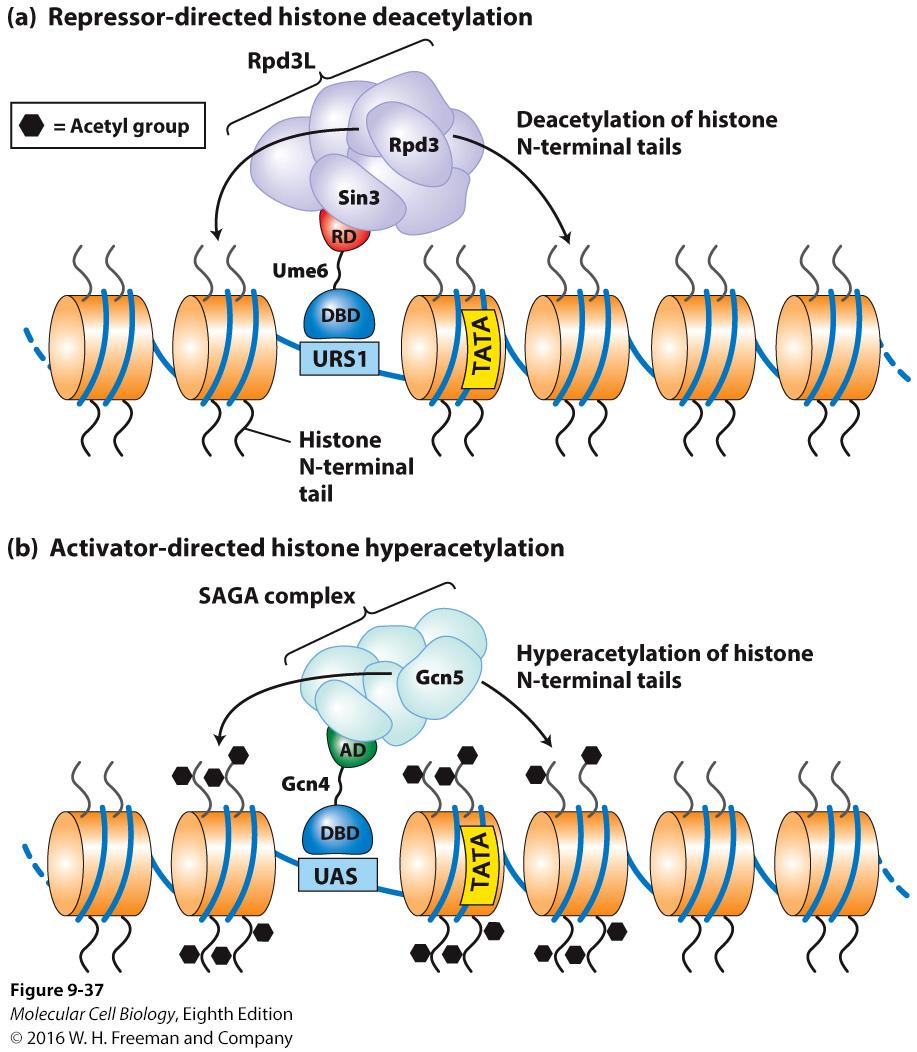Proposed mechanism of histone deacetylation and hyperacetylation in yeast transcriptional control.