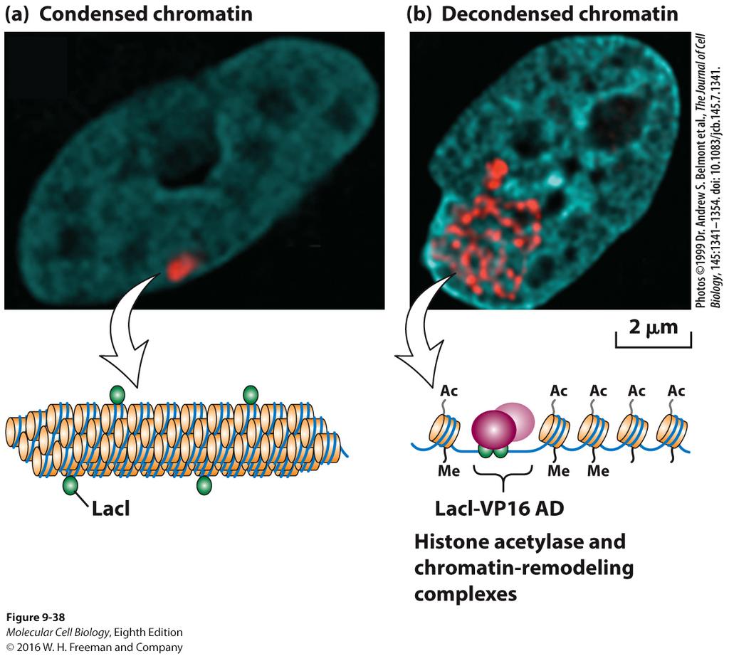 Expression of fusion proteins demonstrates chromatin decondensation in response to an activation domain. Cultured hamster cell line engineered to contain multiple copies of a tandem array of E.