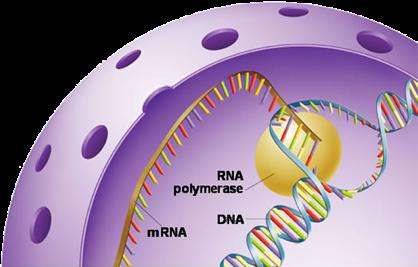 mrna Messenger RNA (mrna) is a complementary copy of a gene that DOES leave