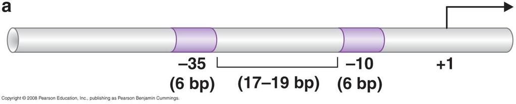 2.1 Bacterial promoters have certain defining features Two conserved sequences, each of 6 bp, separated by a nonspecific