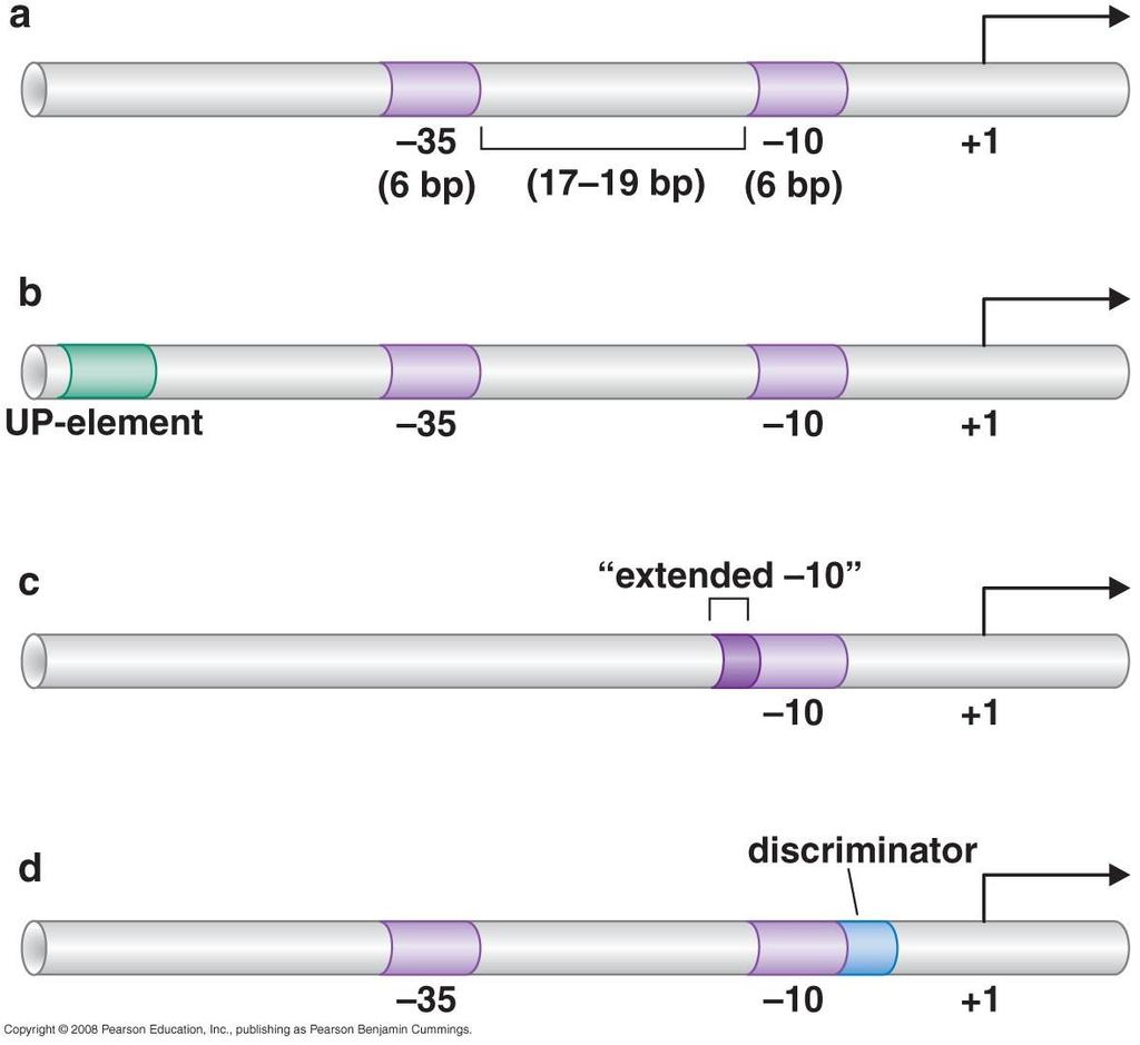 Features of bacterial σ 70 promoters UP-element,
